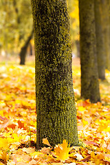 Image showing autumn trees  