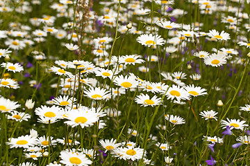 Image showing   the wild white daisies 