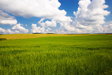 Image showing  green unripe grains