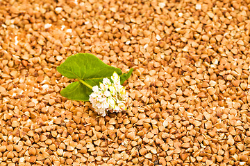 Image showing   buckwheat