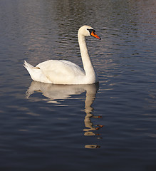 Image showing dirty swan  