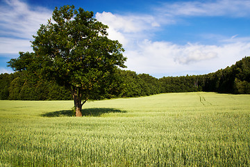 Image showing tree in summer