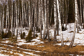 Image showing winter forest 