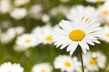 Image showing camomile 