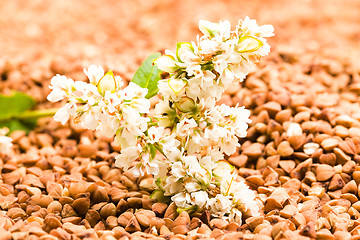 Image showing   buckwheat