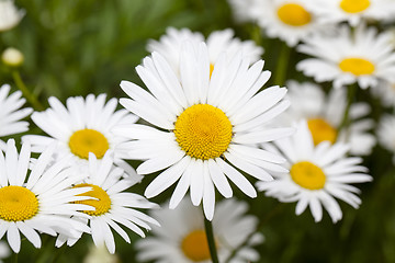 Image showing   the wild white daisies 