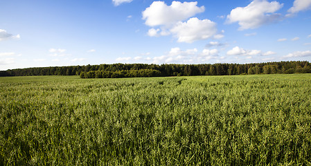 Image showing green oats  