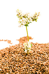 Image showing   buckwheat