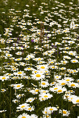 Image showing camomile  