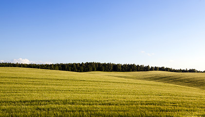 Image showing agricultural field 