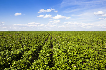 Image showing potatoes  