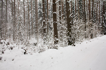 Image showing trees   in winter