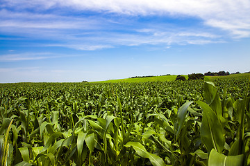 Image showing corn field  