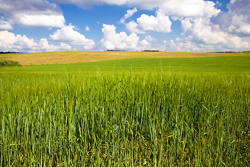 Image showing  green unripe grains