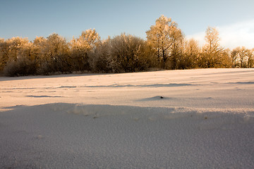 Image showing  forest in winter