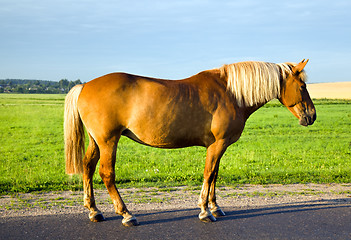 Image showing horse standing