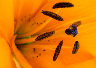 Image showing the orchid flower, photographed in close-up