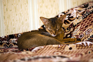 Image showing Abyssinian cat  