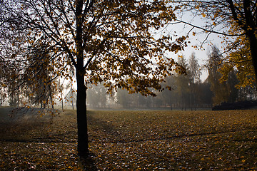 Image showing trees  in a park 