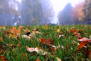 Image showing   trees   in  autumn  