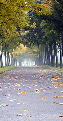 Image showing  road autumn