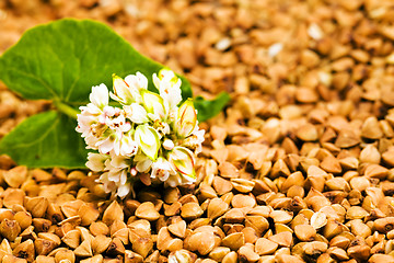 Image showing   buckwheat