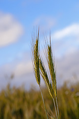 Image showing wheat ears  