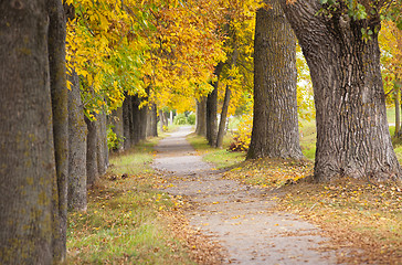 Image showing park. autumn  