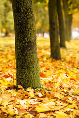 Image showing the autumn wood  