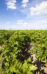 Image showing potato field  