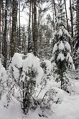 Image showing trees   in winter