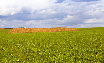 Image showing heap of straw 