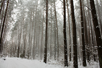 Image showing trees   in winter