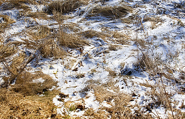 Image showing grass under snow  