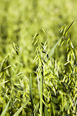 Image showing green oats 