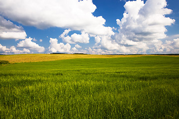 Image showing  green unripe grains