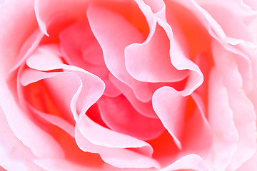 Image showing   close up pink rose