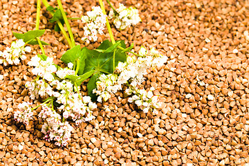 Image showing   buckwheat