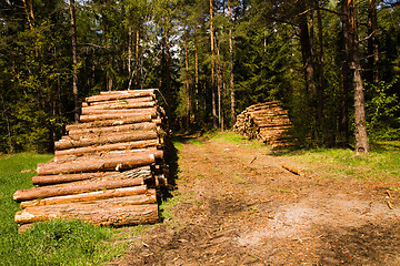 Image showing   sawed trees