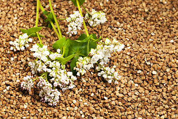 Image showing buckwheat  