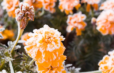 Image showing orange flowers covered in snow in the autumn of the year