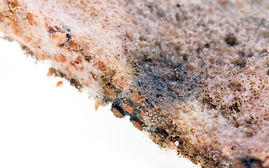 Image showing mold on food 
