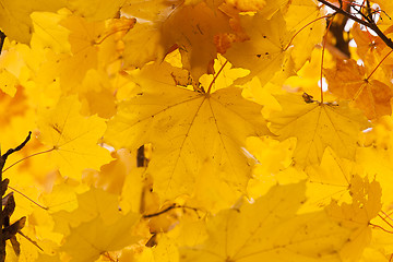 Image showing old foliage. autumn  