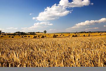 Image showing  harvest company