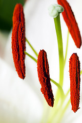 Image showing lily stamen  