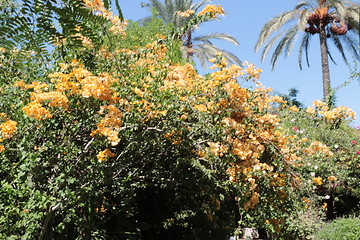 Image showing Beautiful flowers and a palm tree_5729