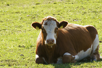 Image showing procumbent cow