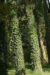 Image showing tree with natural cover, populus    