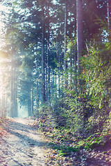 Image showing Forest footpath