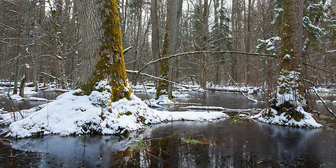 Image showing Winter landscape of first snow in old forest